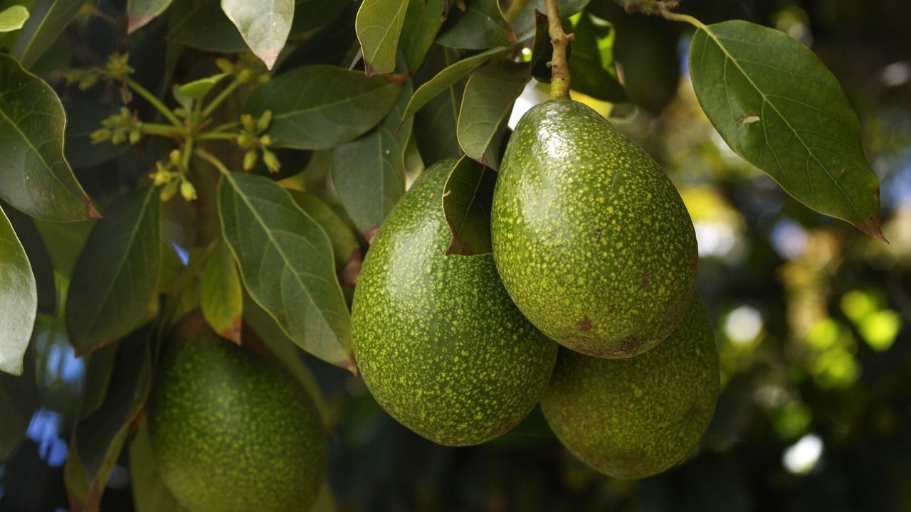 Árbol de paltas