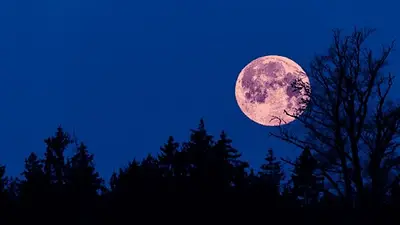 Cuándo será la Luna Rosa de abril. Cuándo será la Luna Rosa de abril.