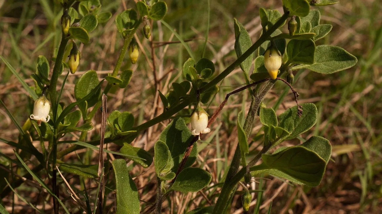 Cuál es la planta que parece un yuyo pero tiene grandes propiedades medicinales. Beneficios de la planta "uvita de campo" en la salud de las personas.