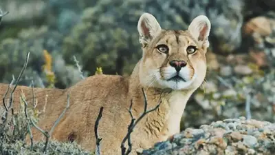Indignación en Jujuy: un hombre mató a palazos a un puma cachorro Indignación en Jujuy: un hombre mató a palazos a un puma cachorro