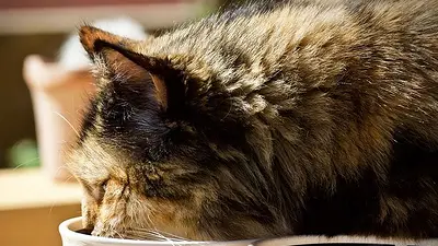 Gato comiendo. Gato comiendo.
