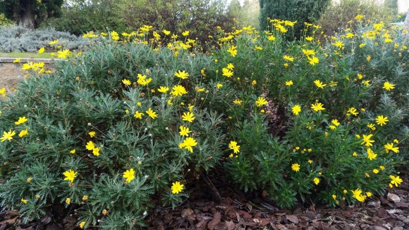 Flores