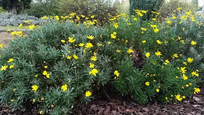 Flores Flores