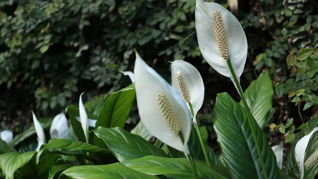 Planta otoño