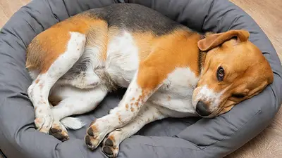 Perro en su cama Perro en su cama