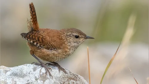 Cuál es el pájaro que es autóctono de las Islas Malvinas. Cuál es el Chochín Malvinero y por qué se encuentra en peligro de extinción.