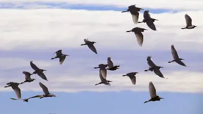 Cuál es el pájaro que es autóctono de las Islas Malvinas. Cuál es el Chochín Malvinero y por qué se encuentra en peligro de extinción. Cuál es el pájaro que es autóctono de las Islas Malvinas. Cuál es el Chochín Malvinero y por qué se encuentra en peligro de extinción.