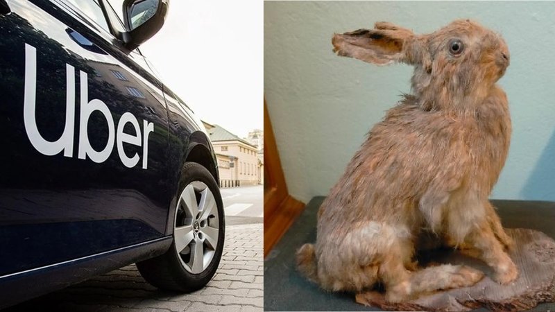 Uber y un conejo disecado.