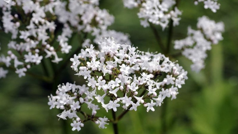 Valeriana.