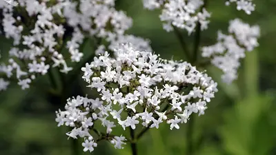 Valeriana. Valeriana.