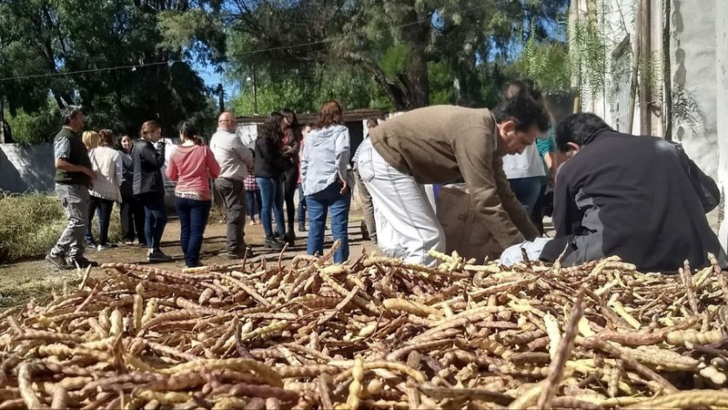 Harina de algarroba: la producción formoseña que fortalece a la economía local