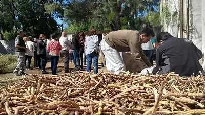 Harina de algarroba: la producción formoseña que fortalece a la economía local Harina de algarroba: la producción formoseña que fortalece a la economía local