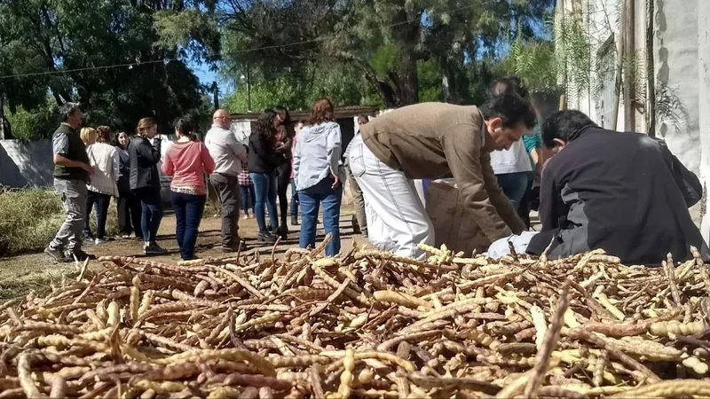 Harina de algarroba: la producción formoseña que fortalece a la economía local