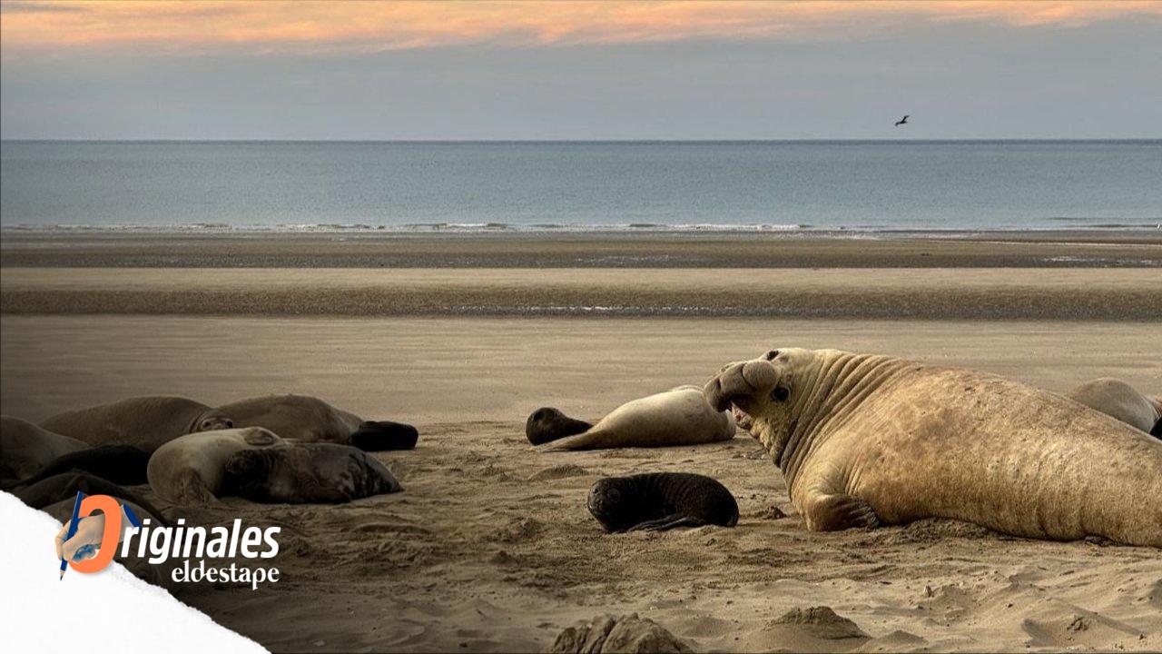 La gripe aviar diezmó la colonia de elefantes marinos de Península Valdés: murieron 18000 crías