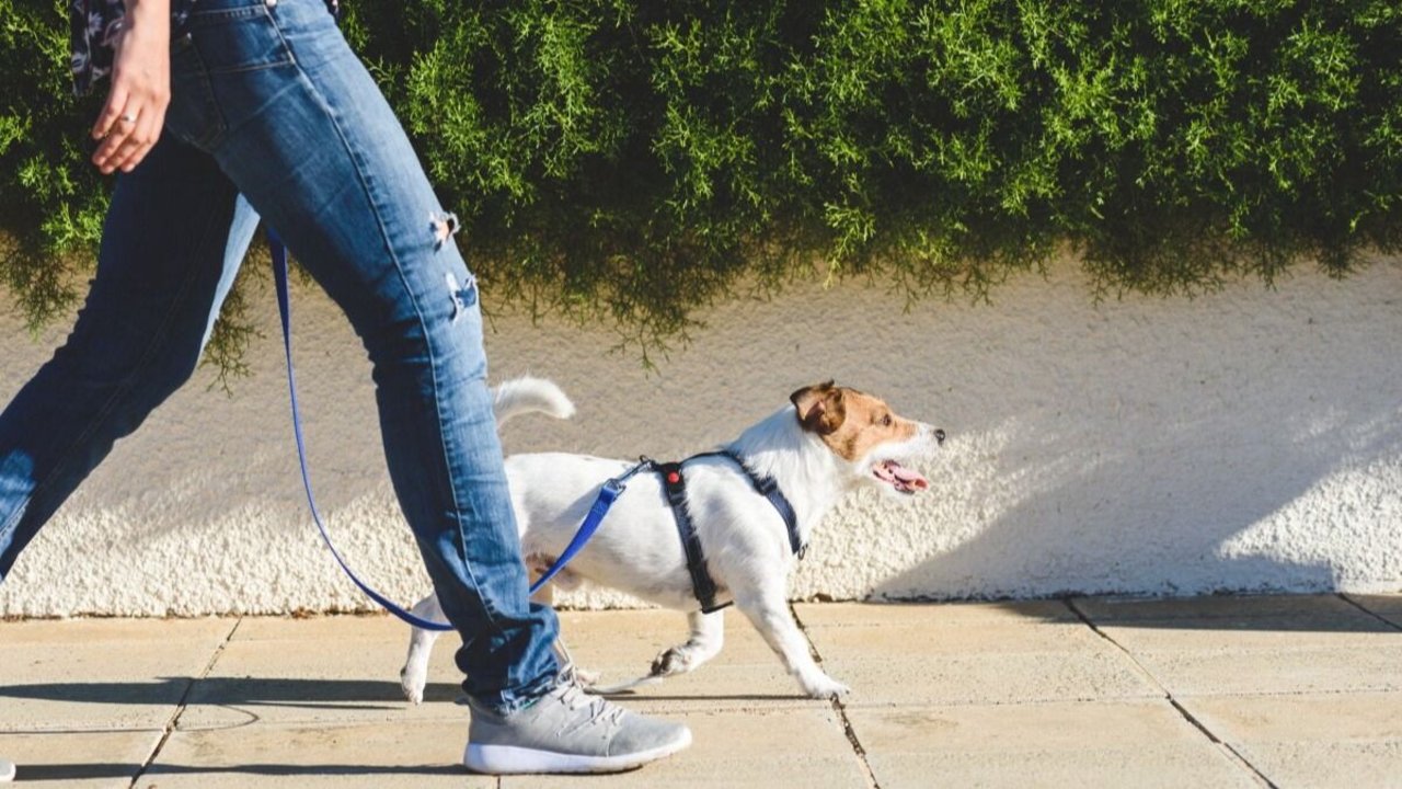 Cuál es la forma correcta de pasear un perro. 