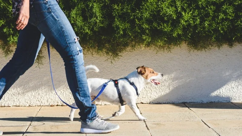 Cuál es la forma correcta de pasear un perro. 