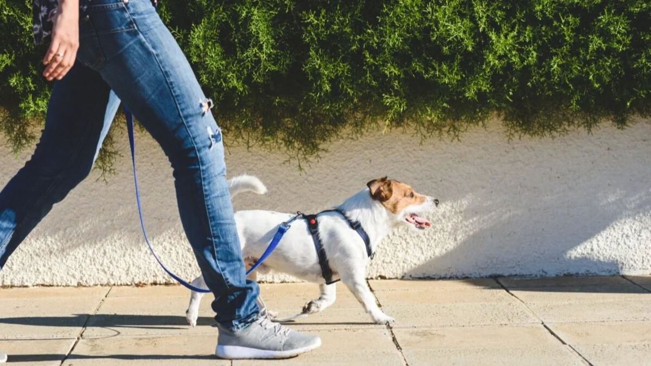 Cuál es la forma correcta de pasear un perro. 