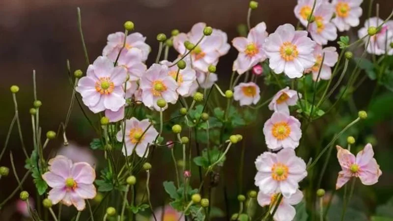 Cuál es la planta con flores que parecen terciopelo y que es fácil de cuidar. Cuidados de la anémona japónica. Propiedades de la anémona japónica.