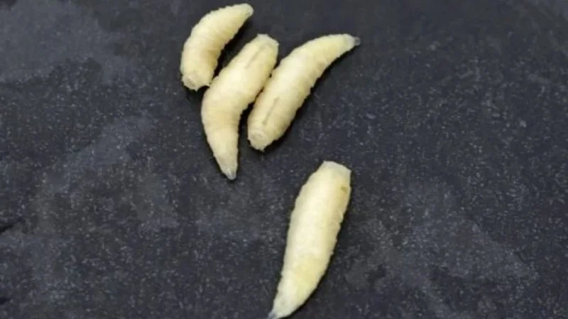 Gusanos en la cocina