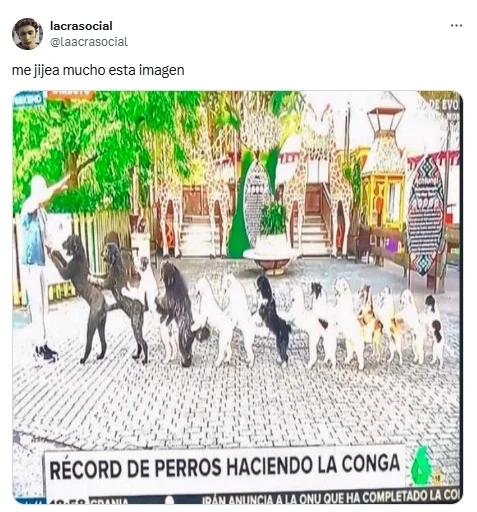 perro, perros, animales, mascotas
