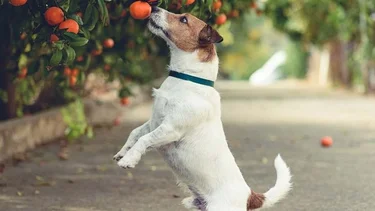 ¿Por qué no se recomienda parar a los perros en dos patas?