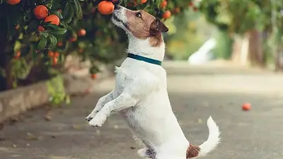 perro, perros, animales, mascotas perro, perros, animales, mascotas