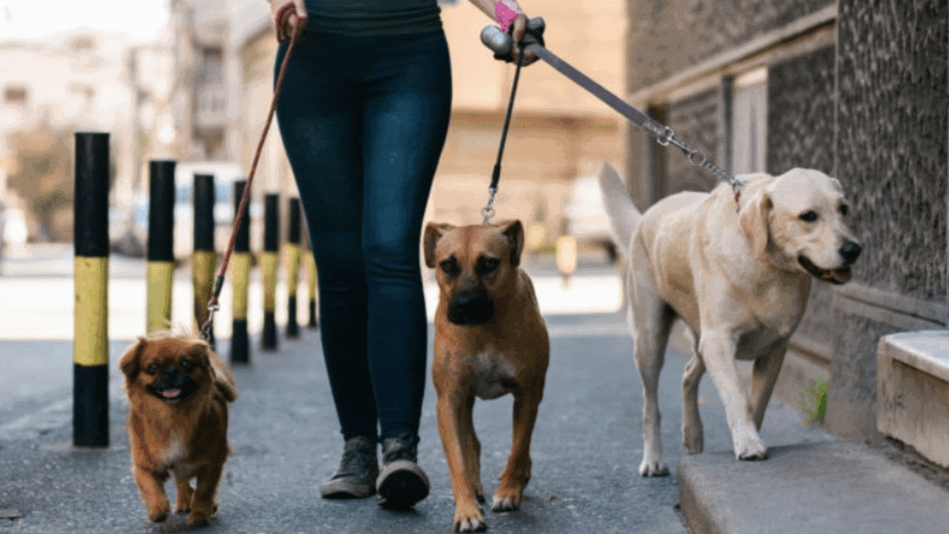 Pasear perros, limpiar casas y tener un OnlyFans: los docentes, con más de un trabajo para hacer frente a la realidad de Milei
