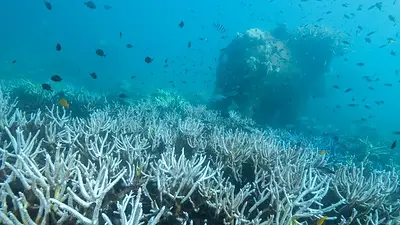 La crisis mundial del blanqueamiento de coral se agrava por el calentamiento, según los científicos La crisis mundial del blanqueamiento de coral se agrava por el calentamiento, según los científicos