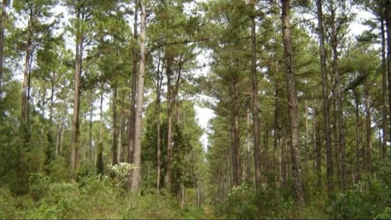 La Rioja impulsa la conservación de bosques nativos: lanzaron un nuevo registro de profesionales