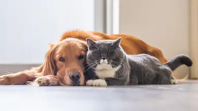 Perro y gato Perro y gato