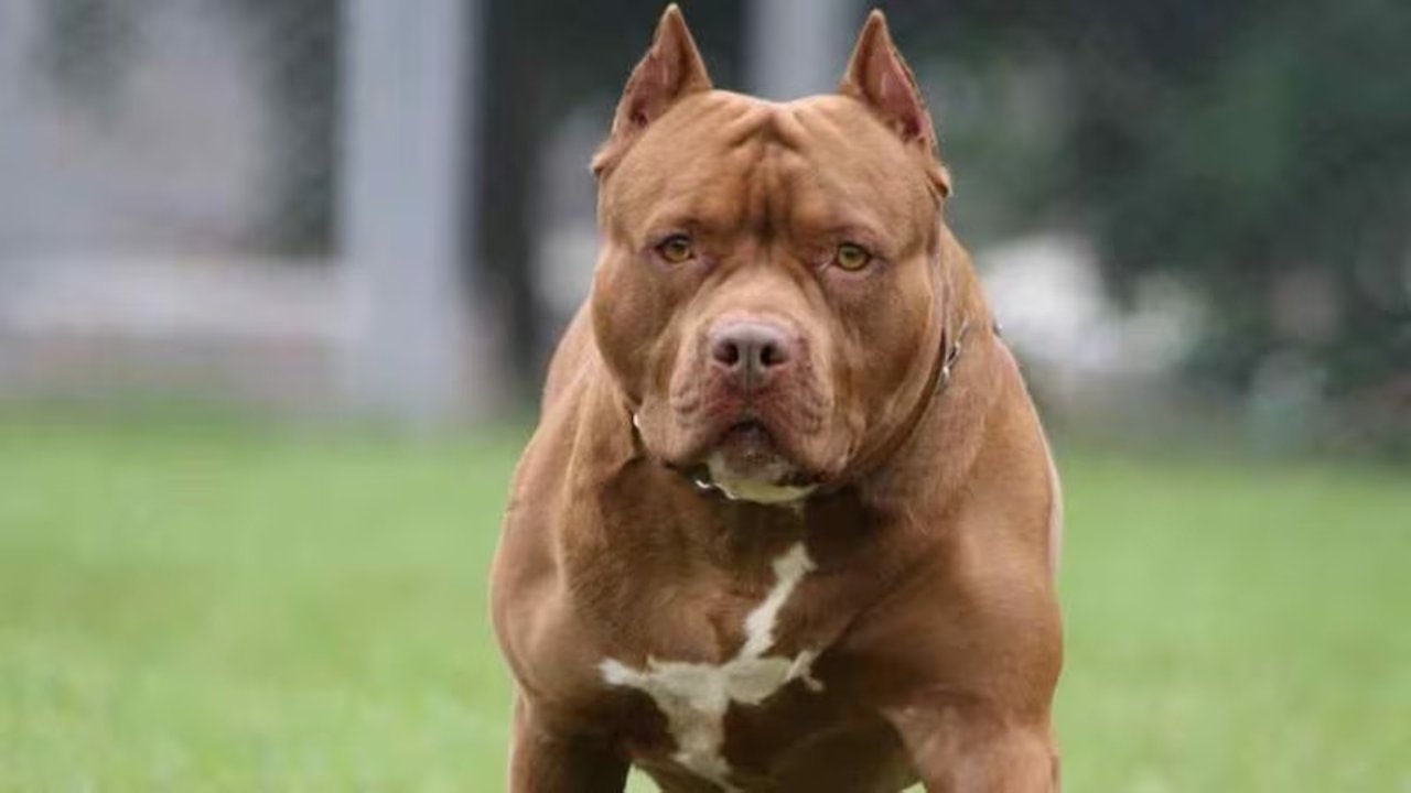 Nuevo ataque de un pitbull en Santa Fe: es el segundo niño herido en 24 horas