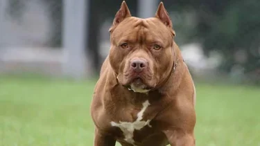 Nuevo ataque de un pitbull en Santa Fe: es el segundo niño herido en 24 horas