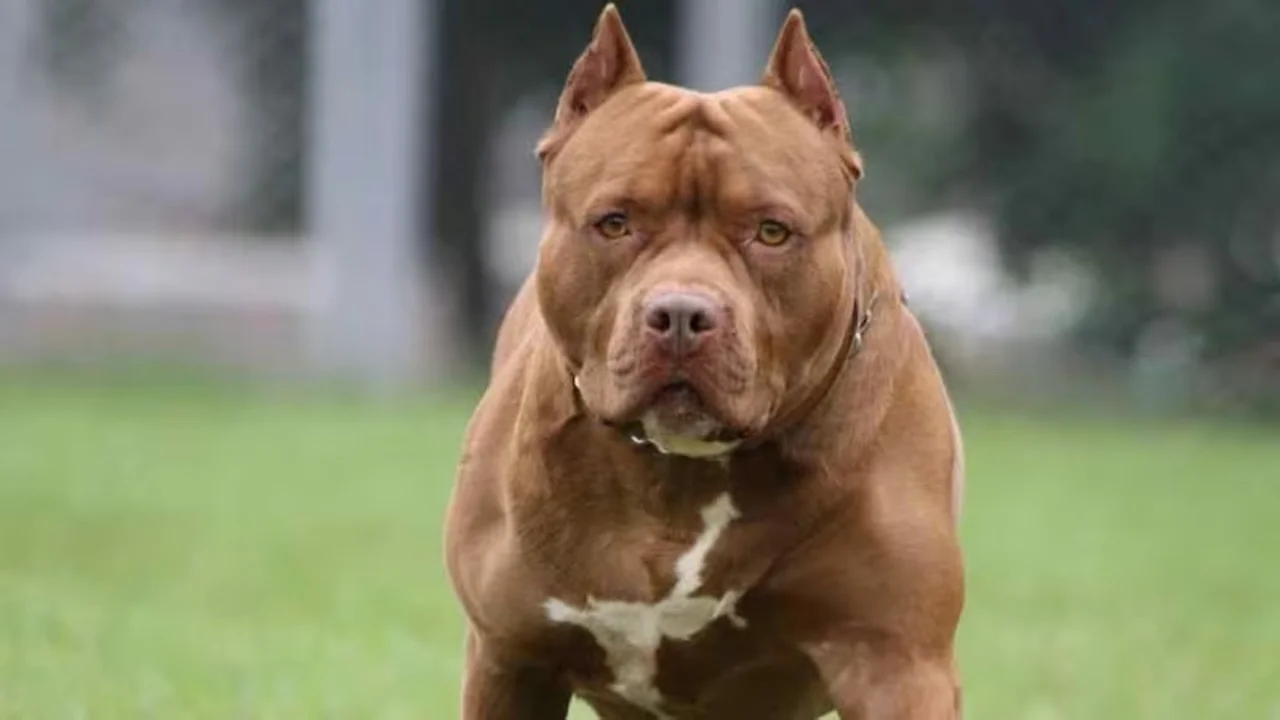Nuevo ataque de un pitbull en Santa Fe: es el segundo niño herido en 24 horas