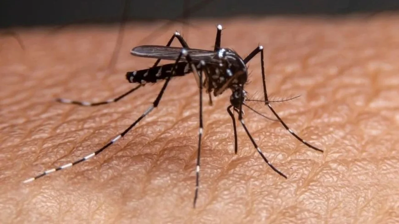 Murió por dengue una joven rosarina de 25 años sin enfermedades preexistentes 