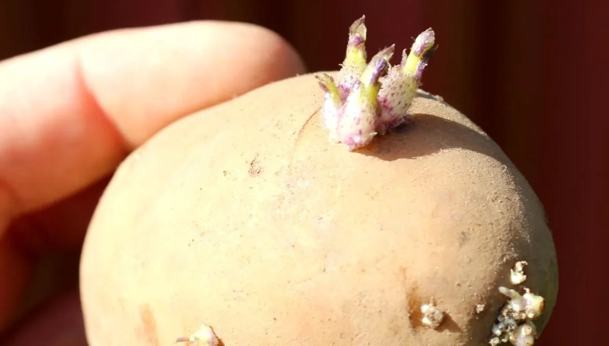 papas, verduras, verdulería, raíces, 