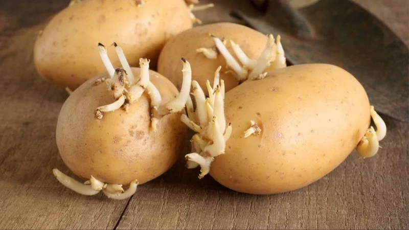 papas, verduras, verdulería, raíces, 