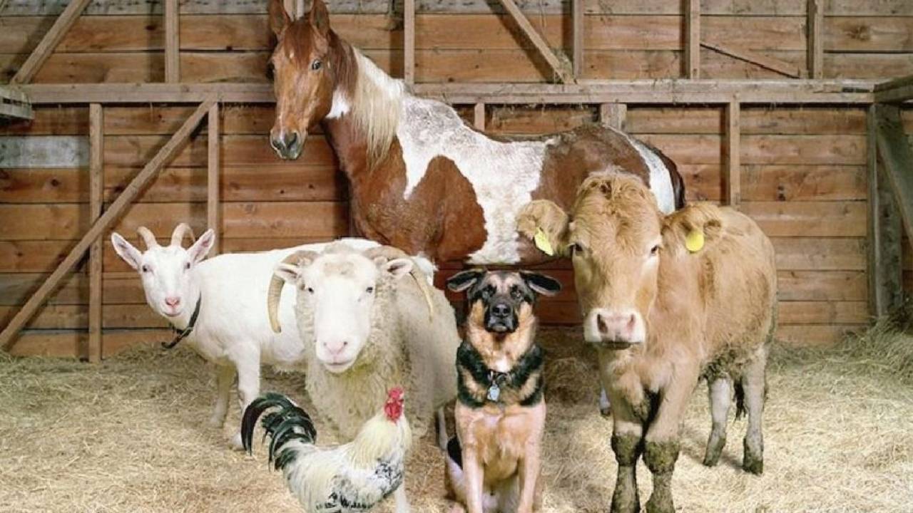 Día Nacional del Animal.