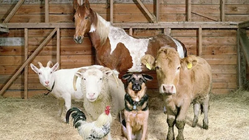 Día Nacional del Animal.