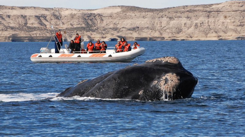 Ballenas.