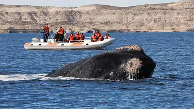 Ballenas. Ballenas.