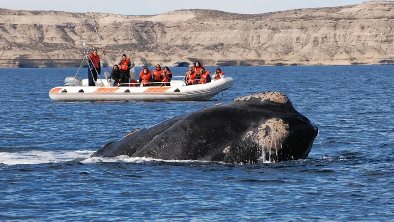 Ballenas.