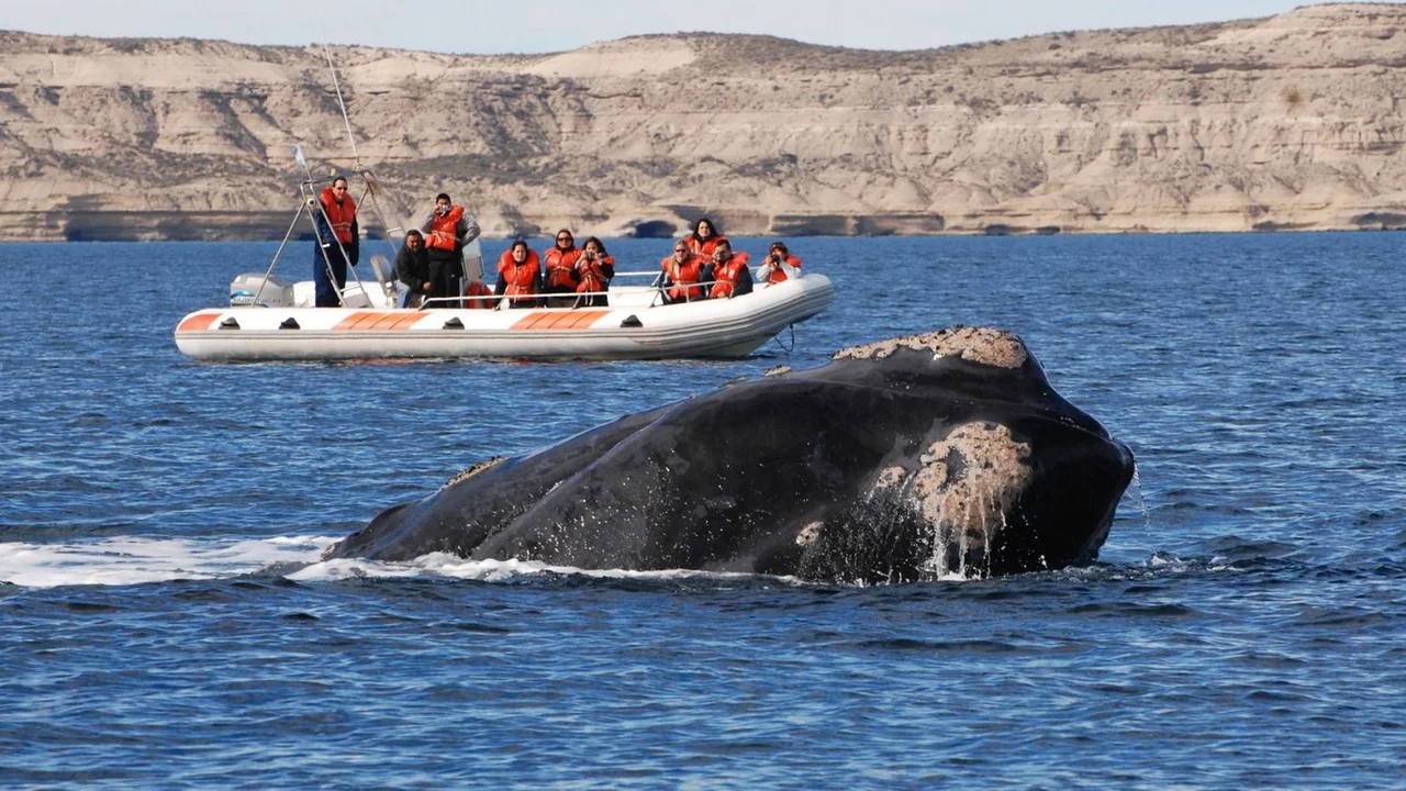 Ballenas.