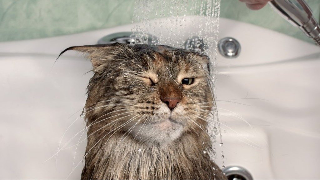 gatos, gato, mascotas, felinos, agua, bañarse