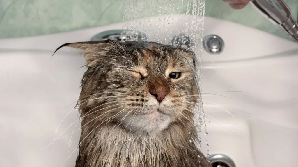 gatos, gato, mascotas, felinos, agua, bañarse