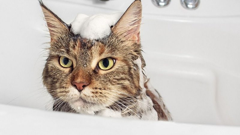 gatos, gato, mascotas, felinos, agua, bañarse