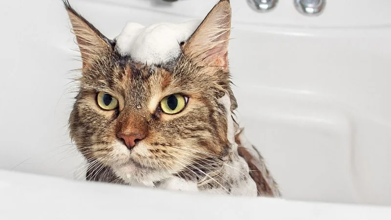 gatos, gato, mascotas, felinos, agua, bañarse