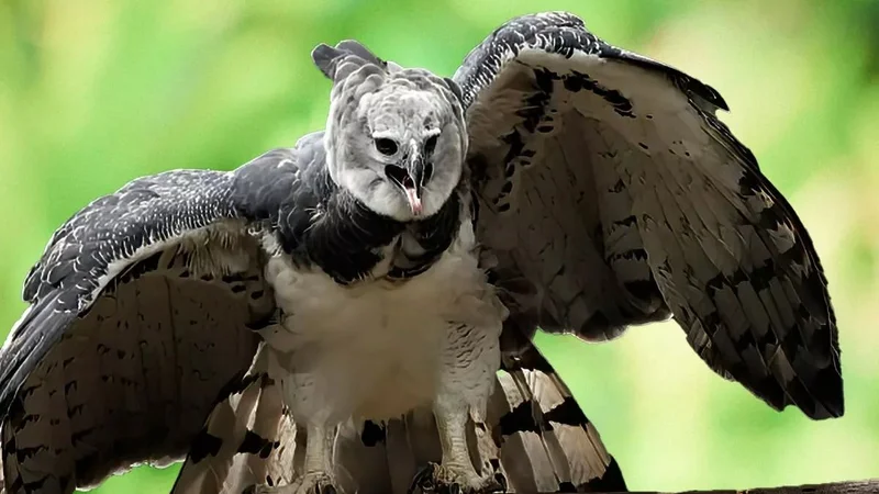  Cómo preservar a las aves de la extinción. 