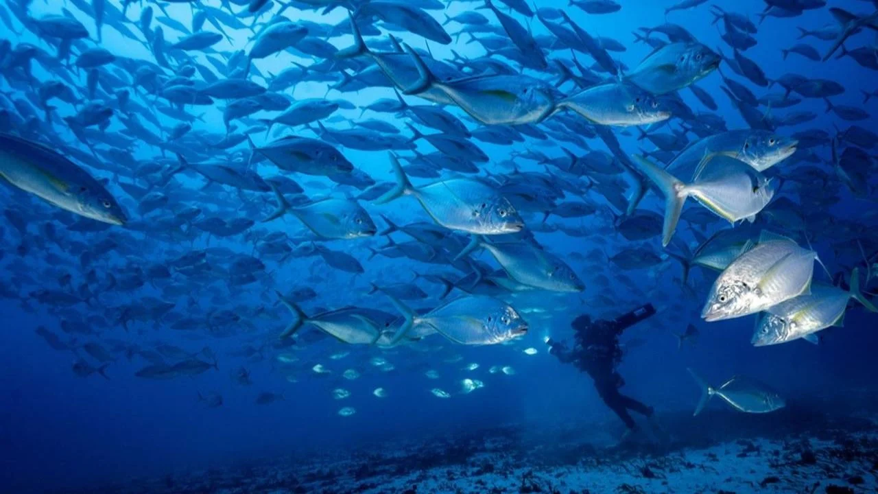 Cuál es el animal marino que los científicos lograron captar en cámara. Calamar gigante captado en cámara por primera vez. Calamar gigante dónde vive.