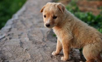 "Olor a cachorro": la explicación detrás de este fenómeno tan particular de los perros | Animales