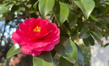 La planta ideal para un jardín colorido y con flores en el invierno 2026 | Plantas